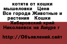 котята от кошки мышеловки › Цена ­ 10 - Все города Животные и растения » Кошки   . Хабаровский край,Николаевск-на-Амуре г.